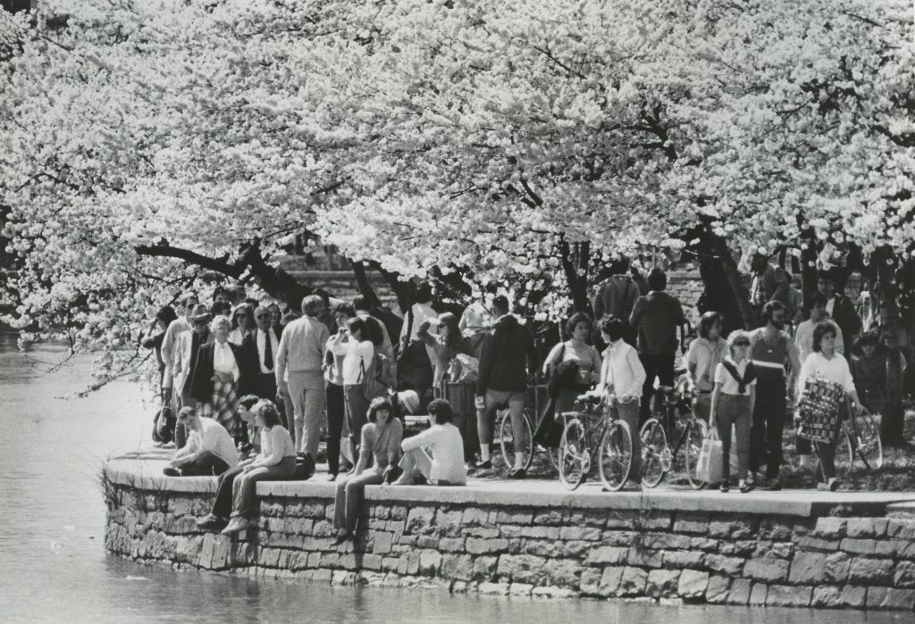 historical-cherry-blossom