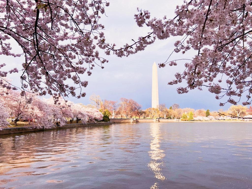 2024-Cherry-Blossom-DC