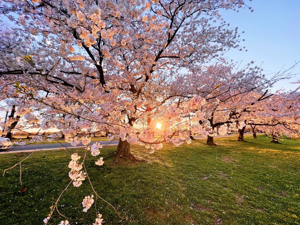 2024-Cherry-Blossom-DC