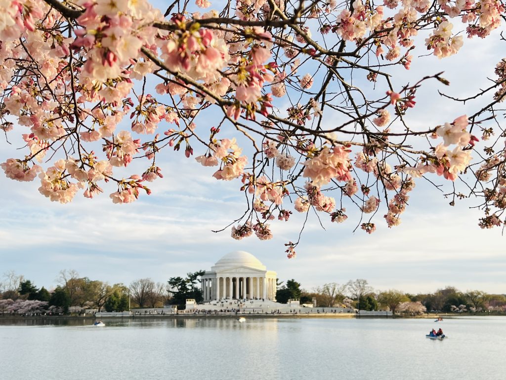 2024-Cherry-Blossom-DC