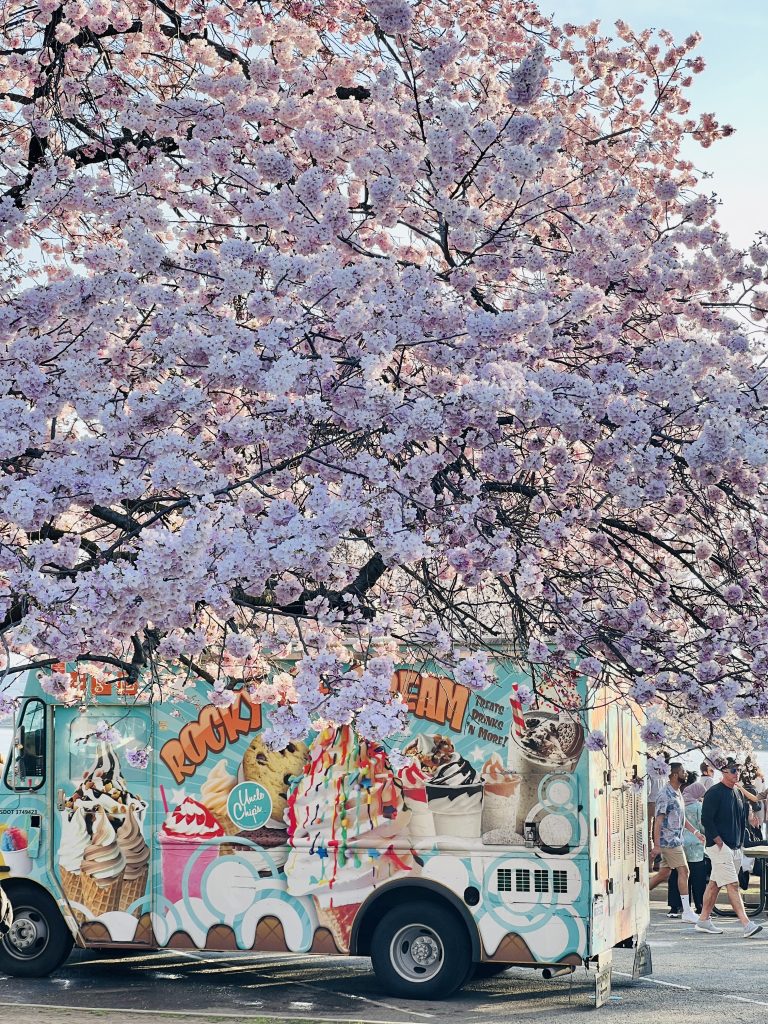 2024-Cherry-Blossom-DC