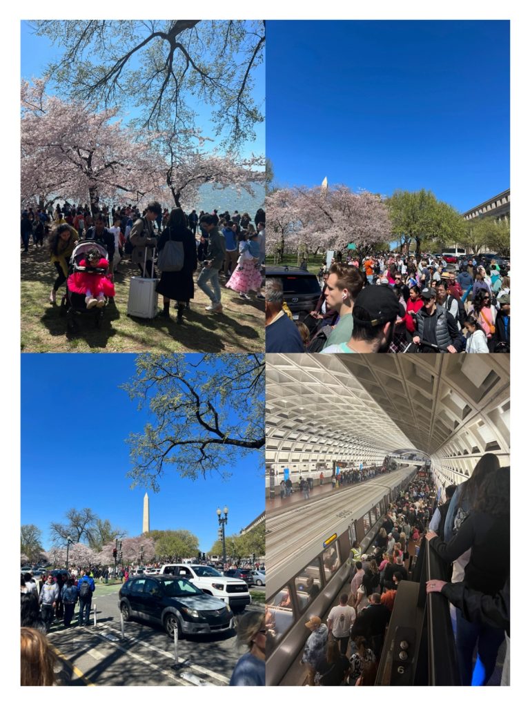 2024-Cherry-Blossom-DC